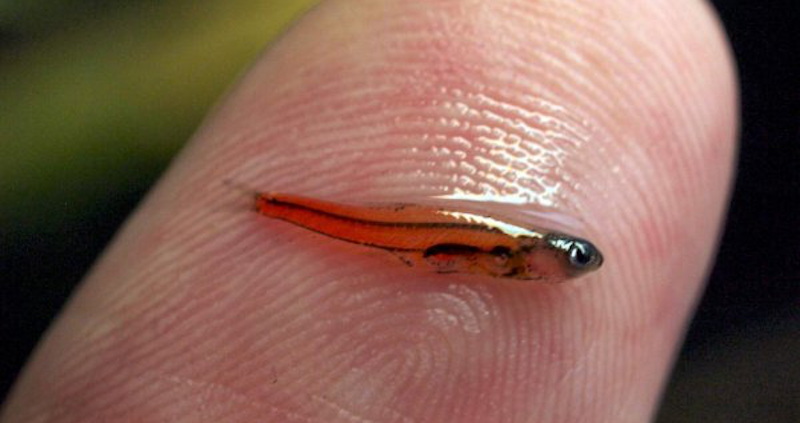 ▼这是世界上最小的鱼,晶莹剔透的身体,看起来很像红色的吻仔鱼.