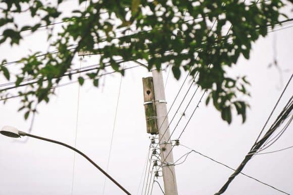 換木製電線桿 工人發現 裡面有住客 最後 甜蜜改造 鳥媽媽開心回歸 Fluffy 寵毛孩