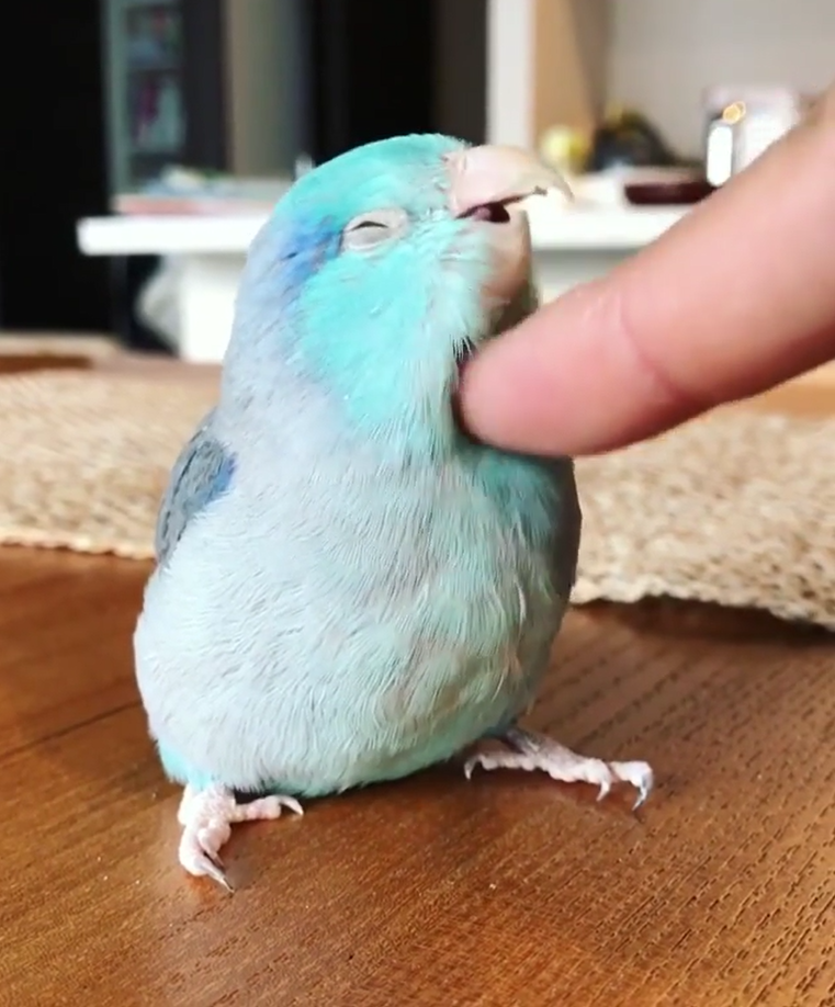 Petting little